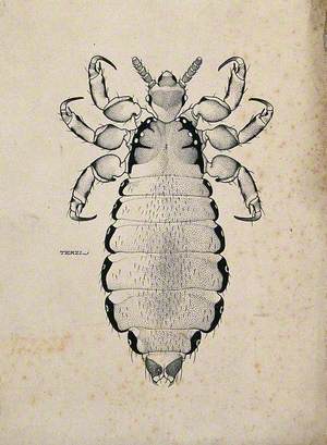 The Female Body Louse (Pediculus Humanus Humanus)