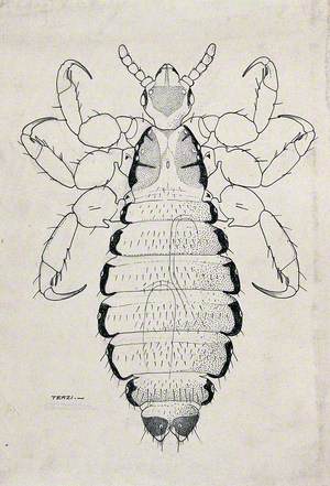 The Female Human Louse (Pediculus Humanus)