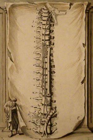 Vertebral Column with Dissections of Nerves and Blood Vessels, with Skin (?) in the Background, and (left) the Figure of a Man Representing Ecclesiastes, the Whole Being an Illustration of Ecclesiastes 12:6 'the silver cord'