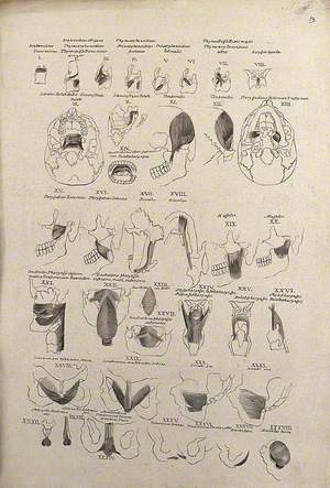 Muscles of the Head, Neck, Trunk and Pelvis: 38 Figures