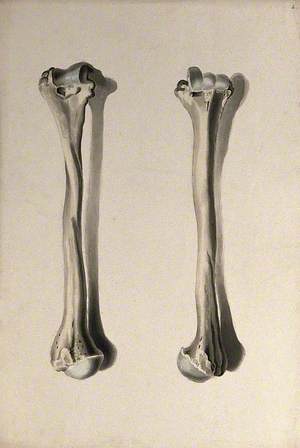 Humerus Bone: Two Figures