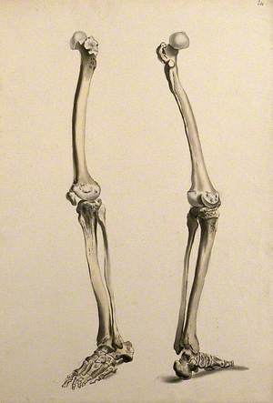 Bones of the Leg and Foot