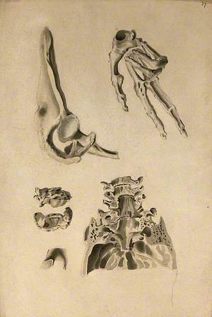 Bones: Four Figures of Various Bones
