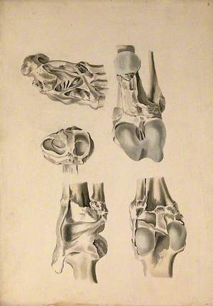 Ligaments of the Lower Limb