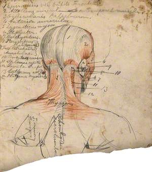 Muscles of the Head and Neck: An Écorché Figure Seen from Behind