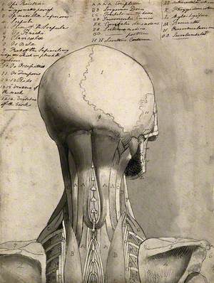 Muscles of the Head and Neck: An Écorché Figure Seen from Behind