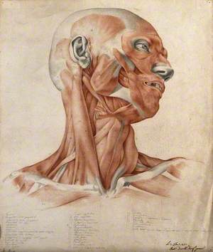 Muscles and Tendons of the Head and Neck: Écorché Figure