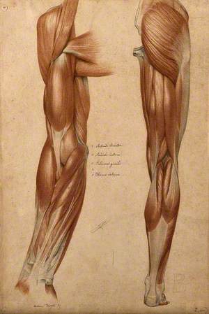 Muscles and Tendons of the Arm and Leg: Two Écorché Figures