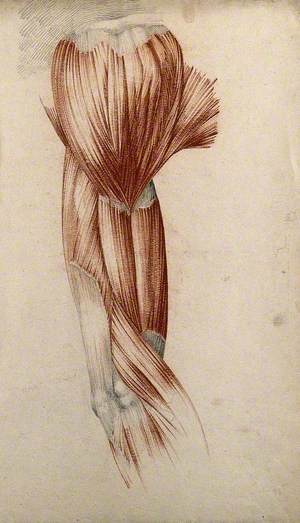 Muscles of the Upper Arm and Shoulder