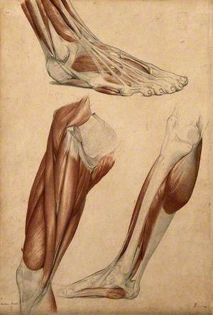 Muscles of the Leg and Foot: Three Figures
