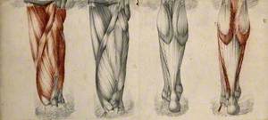 Muscles and Tendons of the Thigh and Lower Leg: Four Figures