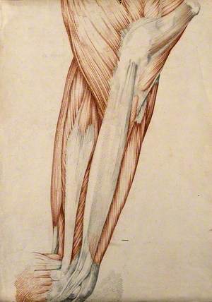Muscles and Tendons of the Thigh and Knee Joint