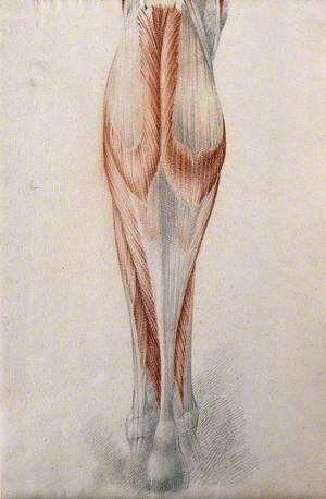 Muscles and Tendons of the Lower Leg and Foot, Seen from Behind
