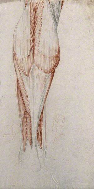 Muscles and Tendons of the Lower Leg and Foot, Seen from Behind
