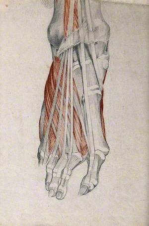 Muscles and Tendons of the Foot