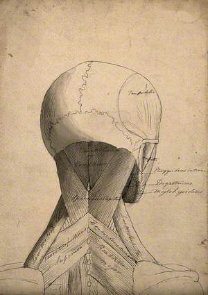 Muscles of the Head and Neck: Écorché Figure Seen from Behind