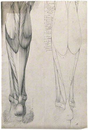 Muscles and Tendons of the Lower Leg and Foot, Seen from Behind: Two Figures Showing Both Stylised Outline and Detailed Drawing