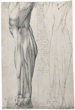 Muscles and Tendons of the Lower Leg and Foot, Seen from the Side: Two Figures Showing Both Stylised Outline and Detailed Drawing