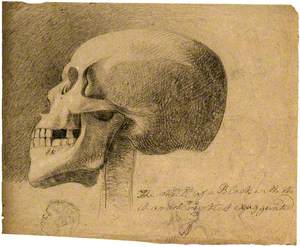 The Skull of a Black Man, with Two Smaller Sketches of Heads of Black People