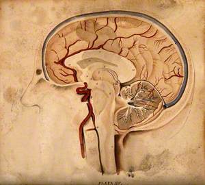 Brain: Lateral Section
