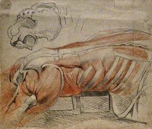 Écorché Cadaver Lying Prone, Showing a Right View of the Muscles and Bones of the Side and Back of the Thorax and Thighs, and a Drawing of the Bones of the Pelvis
