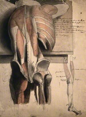 A Prone Écorché Figure, Seen from Behind, Resting on a Table, with the Bones and Muscles of the Trunk, Pelvis and Thighs Indicated, and a Sketch of an Écorché Leg