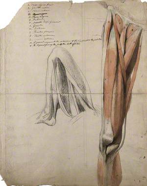 The Muscles and Tendons of the Leg: Two Figures, including a Black Chalk Sketch of a Leg, Bent at the Knee