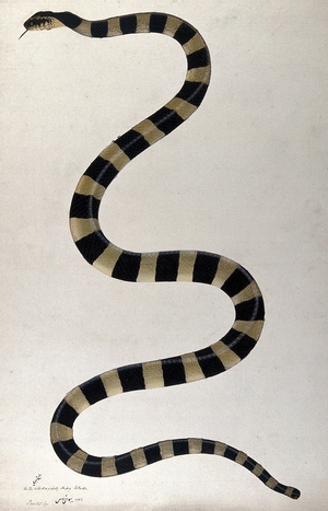 Snake, Boldly Cross-Banded