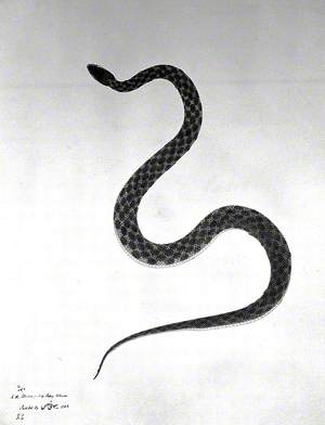 Snake, Pale Yellow in Colour, with Dark Green Patches