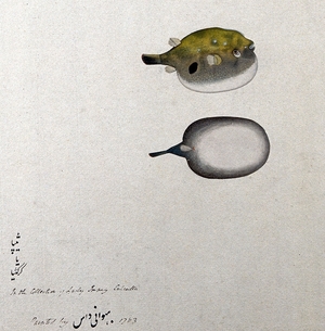 Fish (Pufferfish?): Lateral and Ventral Views