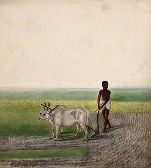 A Man Ploughing Land with Oxen