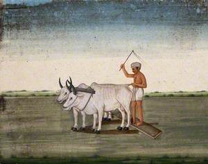 A Man Raises a Stick as the Oxen Plough the Land