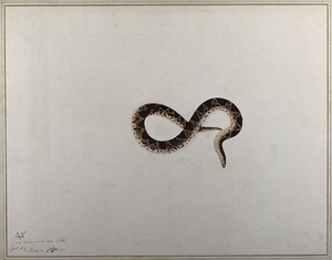 Snake, with Dark Brown Diamond-Shaped Markings on Its Back and a Beige Underbelly