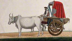 A Man Driving a Bullock Cart with a Canopied Top