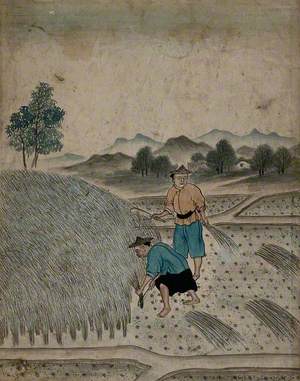 Chinese Men Harvesting