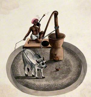 A Man Smoking a Hookah Whips a Bullock Who Is Drawing Him on a Platform around a Milling Wheel, India