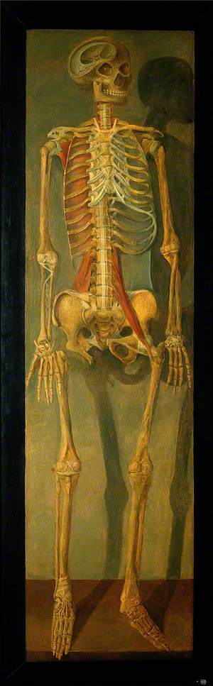A Skeleton, Anterior View, Facing to Right, with Tendons