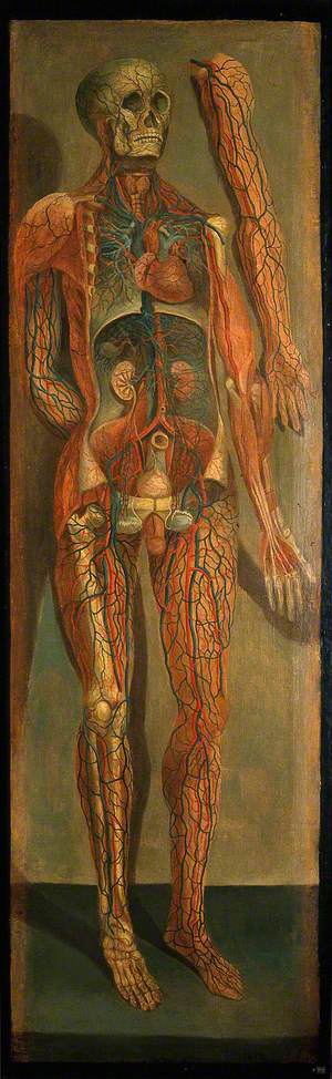 A Standing Dissected Man Showing the Viscera and Blood Vessels, with a Separate Figure of the Left Arm