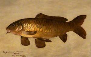 Carp