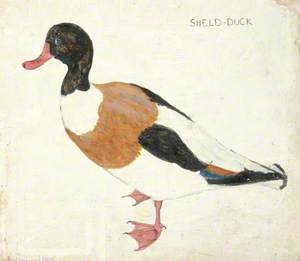 Sheld-Duck