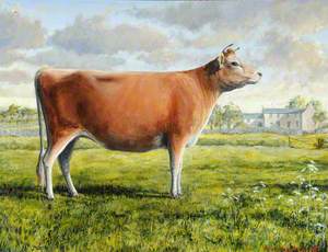 A Jersey Cow