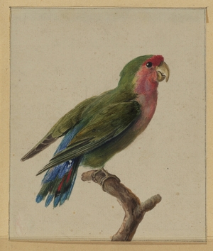 Green and Red Parrot