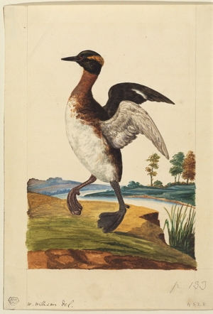 Water-Bird Poised by a River
