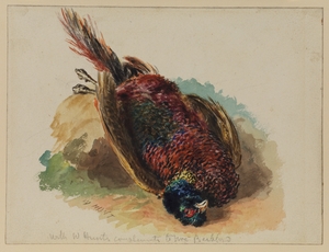 Dead Pheasant