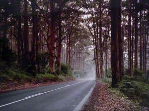 Boranup Forest