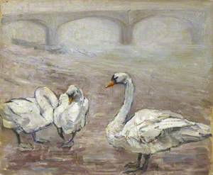 Swans