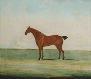 Horse in an Empty Landscape