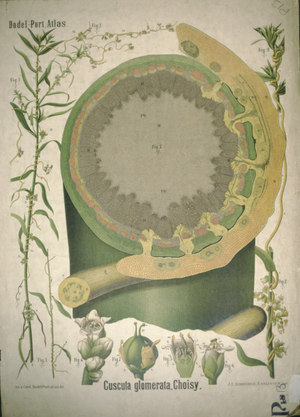 Botanical Teaching Diagram of Cuscuta Glomerata Choisy