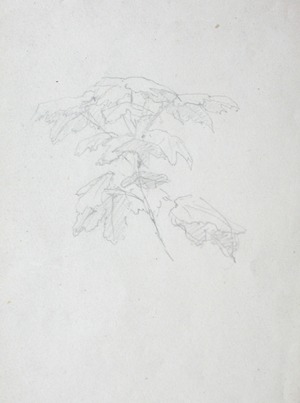 Small Sketch of Leaves