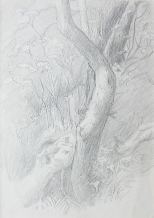 Sketch of Curved Tree Trunks